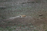 prairie dog1