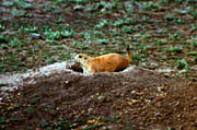 prairie dog2